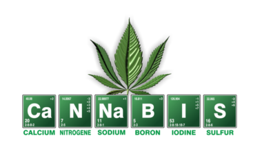Cannabis by Kyrnos Pixabay